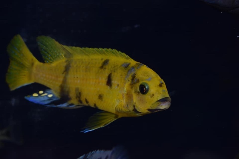 Maylandia sp. 'zebra gold' Kawanga